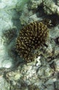 View of bleaching coral in the sea