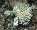View of bleaching coral in the sea