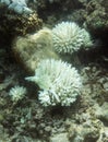 View of bleaching coral in the sea