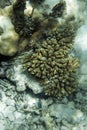 View of bleaching coral