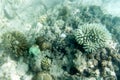 View of bleaching corals