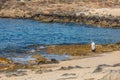 View of a blond and senior woman strolling on the rocky beach with her small black pet dog Royalty Free Stock Photo