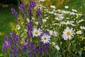 A view of a bloomed long common daisy flower with aster. flowers and white, purple petals with steam and yellow center Royalty Free Stock Photo