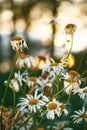 A view of a bloomed long common daisy flower with aster. Flowers and white, purple petals with steam and yellow center Royalty Free Stock Photo