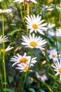 A view of a bloomed long common daisy flower with steam and yellow in the center. A close-up view of white daisies with Royalty Free Stock Photo