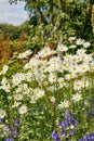 A view of a bloomed long common daisy flower and white, purple petals with steam and yellow center in bloom and Royalty Free Stock Photo