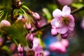 View of the blooming apple and cherry trees in the garden in spring. Nature background, the beginning of life, sunny day Royalty Free Stock Photo