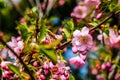 View of the blooming apple and cherry trees in the garden in spring. Nature background, the beginning of life, sunny day Royalty Free Stock Photo