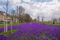 Blooming Blue Purple Crocus flowers field in DÃÂ¼sseldorf, Germany.