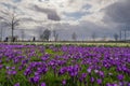 Blooming Blue Purple Crocus flowers field in DÃÂ¼sseldorf, Germany. Royalty Free Stock Photo