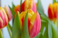 View of a blooming bouquet of fresh tulips in a vase. Royalty Free Stock Photo