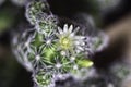 View of the blooming cactus Mammillaria Gracilis Royalty Free Stock Photo