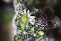 View of the blooming cactus Mammillaria Gracilis Royalty Free Stock Photo