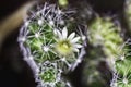 View of the blooming cactus Mammillaria Gracilis Royalty Free Stock Photo