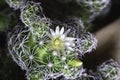 View of the blooming cactus Mammillaria Gracilis Royalty Free Stock Photo