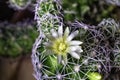 View of the blooming cactus Mammillaria Gracilis Royalty Free Stock Photo