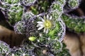 View of the blooming cactus Mammillaria Gracilis Royalty Free Stock Photo