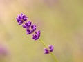 Blooming lavender detail