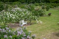 View of a blooming lilac garden with a white bench and chairs. Royalty Free Stock Photo