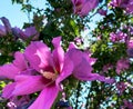 View of blooming purple Rose of Sharon Royalty Free Stock Photo