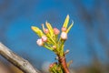 View on blooming Pyrus calleryana Chanticleer Royalty Free Stock Photo