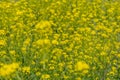 view of the blooming rapeseed field closeup Royalty Free Stock Photo