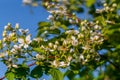 Blooming raspberries bush with flowers against blue sky background.