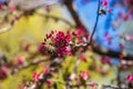 Soft focus View of blooming red bud tree, spring time Royalty Free Stock Photo
