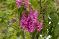 Robinia Purple Robe tree