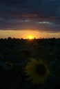 View of a blooming sunflower in a field against a background of colorful summer sunset and clouds. Royalty Free Stock Photo