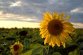 View of a blooming sunflower in a field against a background of colorful summer sunset and clouds. Royalty Free Stock Photo