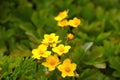 View of blooming yellow perennial flowers in a park or garden Royalty Free Stock Photo