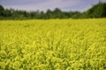 Blooming yellow rapeseed field during the summer in Collingwood, Ontario Royalty Free Stock Photo