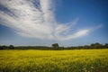 Blooming yellow rapeseed field during the summer in Collingwood, Ontario Royalty Free Stock Photo