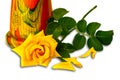 View of blooming yellow rose with green leaves and colorful ceramic vase on white background Royalty Free Stock Photo