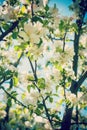 view on blossoming apple tree flovers close up Hipster style version