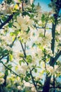 view on blossoming apple tree flovers close up Hipster style version Royalty Free Stock Photo