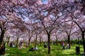 View of blossoming cherry trees in early spring