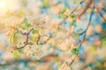 View on blossoming flovers of apple tree instagram colors Royalty Free Stock Photo