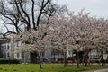 View of a blossoming Japanese cherry tree with beautiful spring flowers, suitable for background