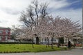 View of a blossoming Japanese cherry tree with beautiful spring flowers, suitable for background