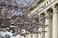 View of a blossoming Japanese cherry tree with beautiful spring flowers, suitable for background