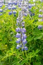 View of Blue Alaskan lupins lupinus nootkatensis Royalty Free Stock Photo