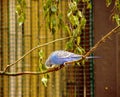 View of a blue budgie sitting on a branch, Melopsittacus undulatus