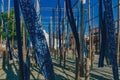 Blue cloth hanging over wooden poles in a square in the old town of Wuzhen, to showcase local textile dyeing techniques Royalty Free Stock Photo