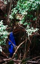 BLUE WORKERS OVERALLS HANGING FROM TREE BRANCH IN THICKET ON BANK OF RIVER