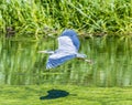 A view of a blue heron gliding over the water of Thornton Reservoir, UK Royalty Free Stock Photo