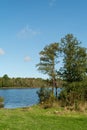 View of the blue lake and clear autumn sky. On the near shore of the lake there is yellowed trampled grass and green pine trees