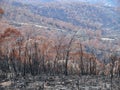 Fire damage near Mount Wilson in the Blue Mountains west of Sydney Royalty Free Stock Photo