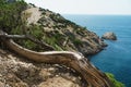 View of the blue sea from a cliff with a snag in the foreground Royalty Free Stock Photo